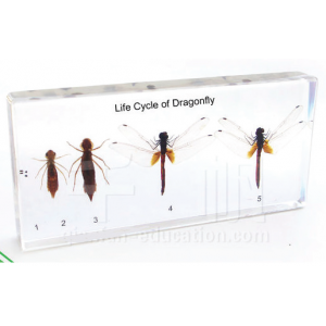 Life Cycle of Dragonfly Embedded Specimen